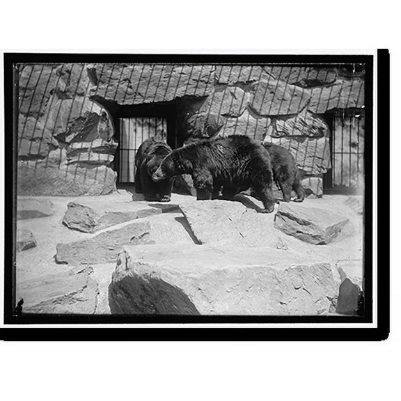 Historic Print, ZOO, WASHINGTON, D.C.: BLACK BEAR, 18" x 24"