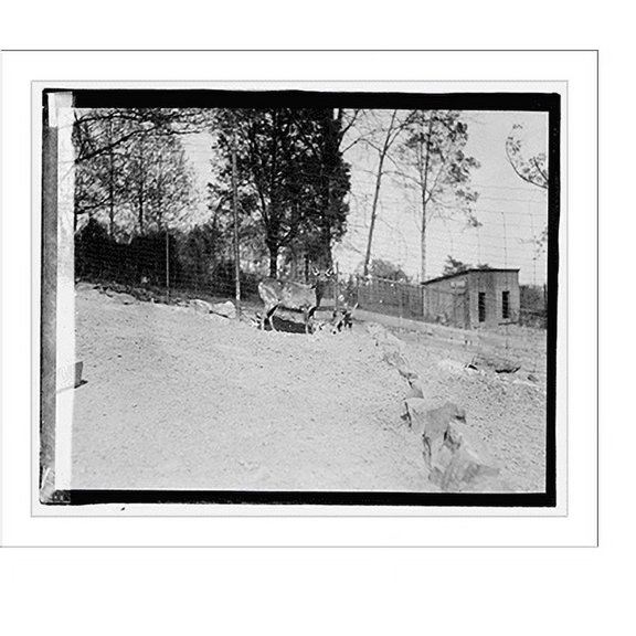 Historic Print, Zoo: hog, deer, 18" x 24"