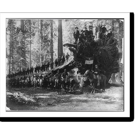 Historic Print, The fallen monarch, surrounded by Co. F, 6th Cavalry U.S.A., Mariposa big tree grove, Yosemite Valley National Park, Calif., 16" x 20"