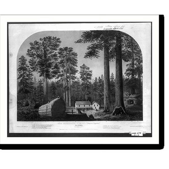 Historic Print, The mammoth trees (Sequoia gigantea), California (Calaveras County).executed in oil colors by Middleton, Strobridge & Co., Cin. O., 18" x 24"