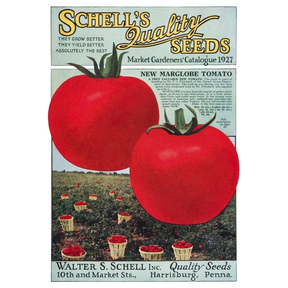 Historic Schells seed catalog with illustration of Marglobe tomato from