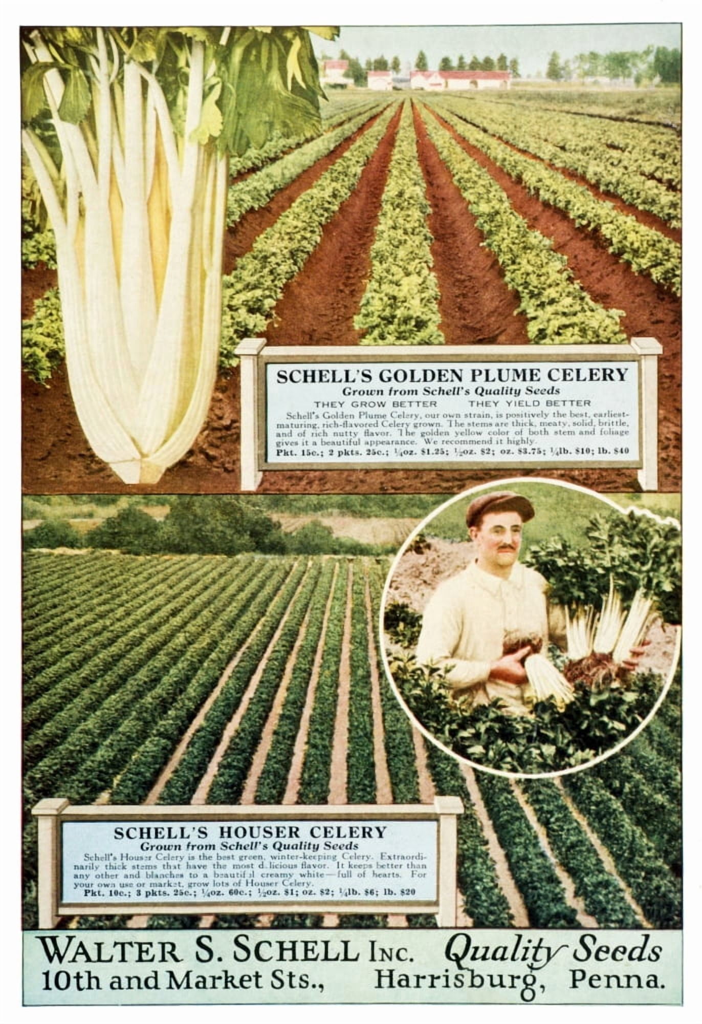 Historic Walter S Schell seed catalog from 20th century Canvas Art - Remsberg Inc  Design Pics (12 x 18)