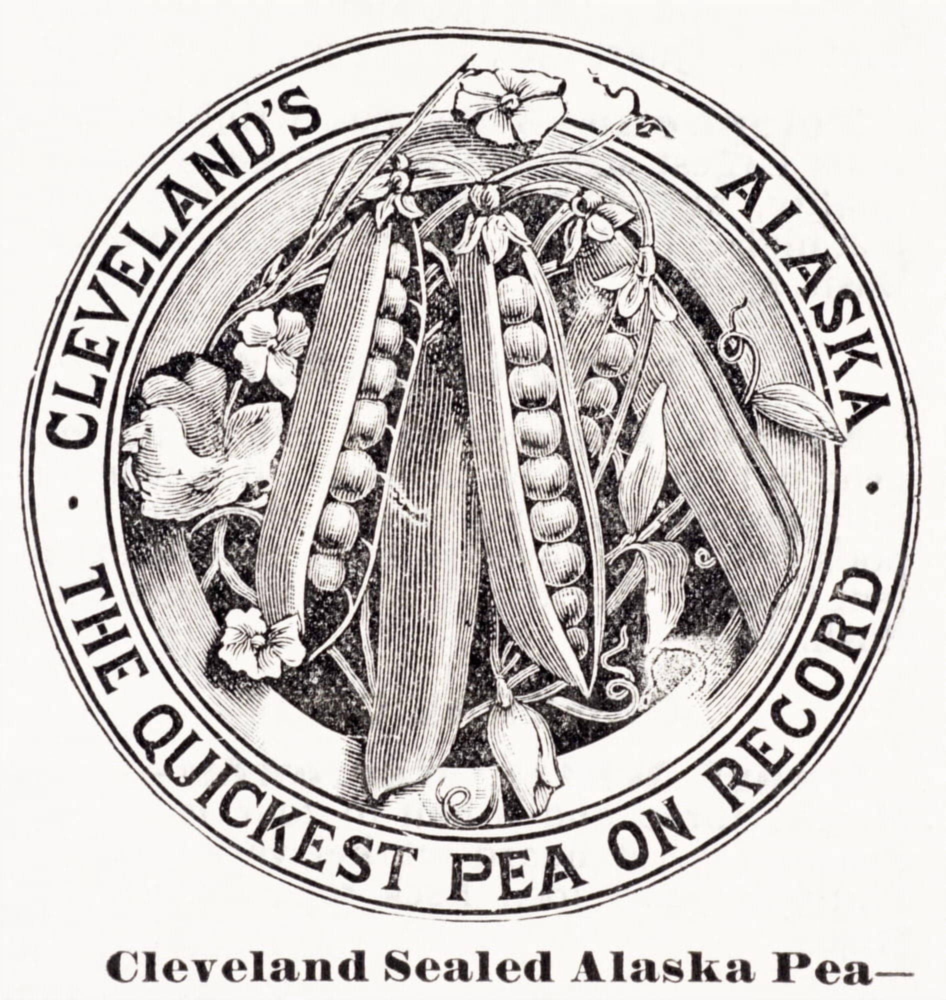 Historic graphic illustration of peas from 20th century Canvas Art - Remsberg Inc Design Pics (15 x 15)