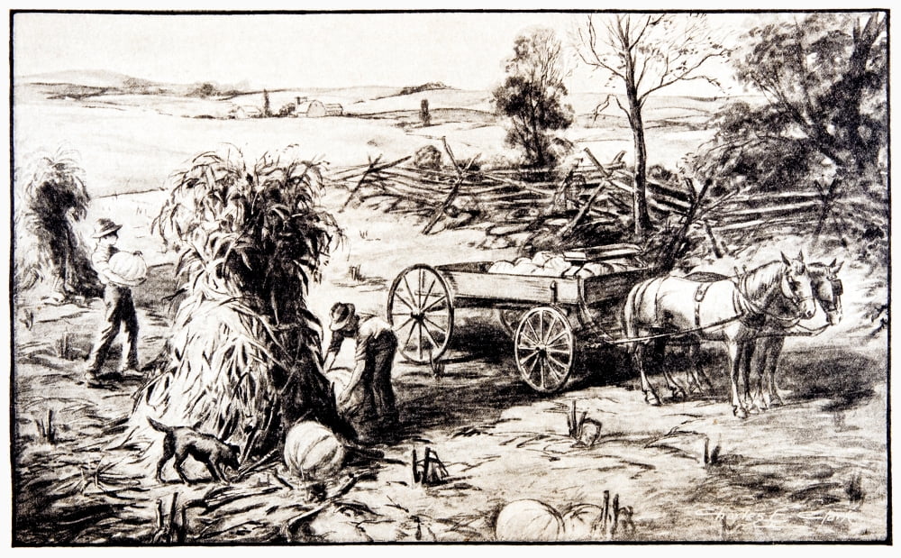 Historic illustration of Farmers in fall pilling corn into corn shocks and picking pumpkins from early 20th century Canvas Art - Remsberg Inc Design Pics (19 x 12)