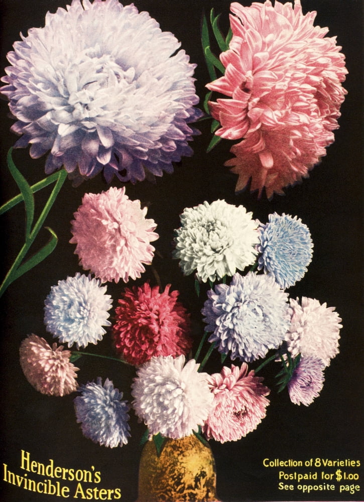 Historic illustration of Hendersons Aster flowers from seed catalog from the 20th century Canvas Art - Remsberg Inc Design Pics (26 x 36)