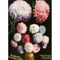 thumbnail image 1 of Historic illustration of Hendersons Aster flowers from seed catalog from the 20th century. Poster Print, 1 of 2