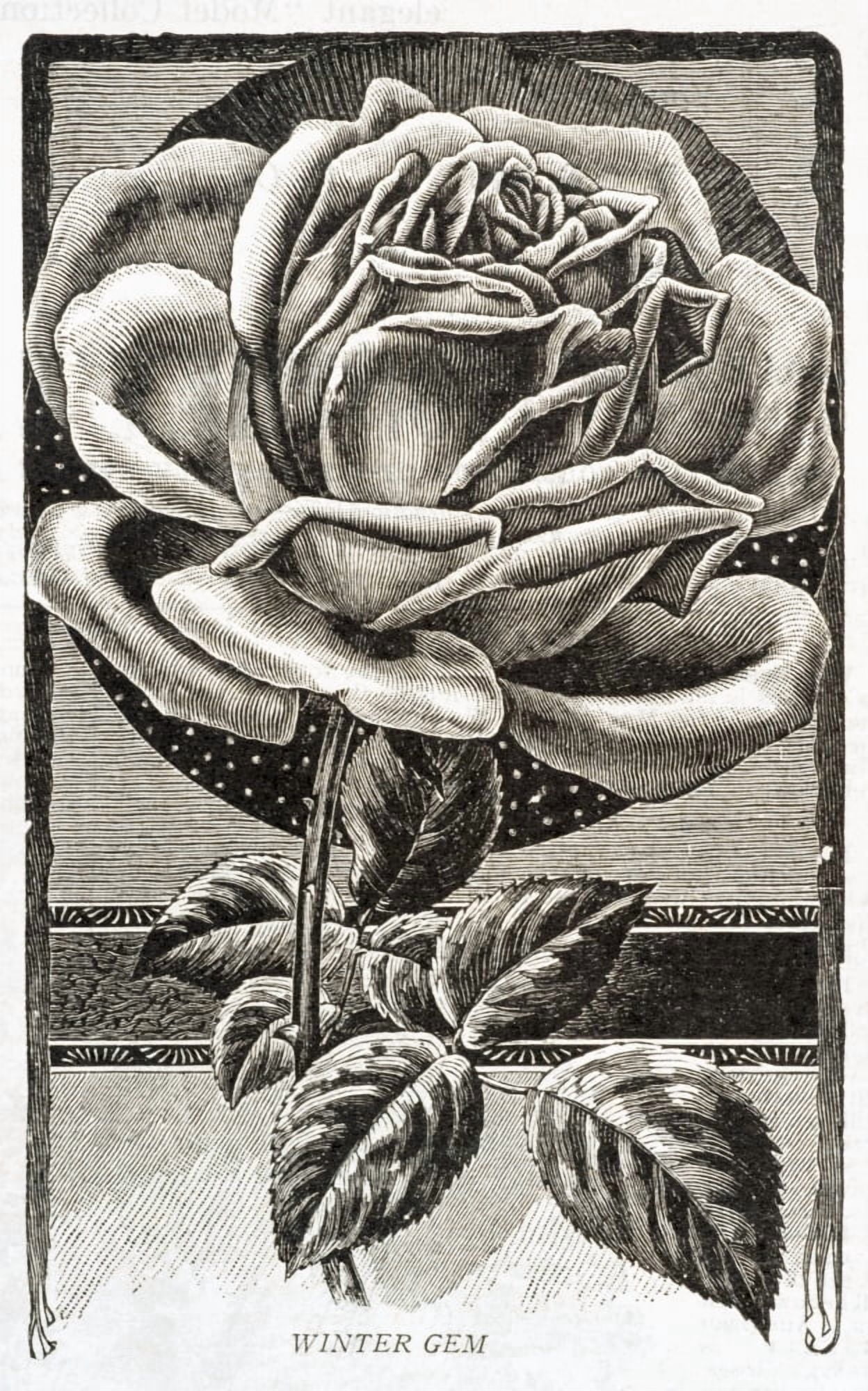 Historic illustration of Winter Gem Rose from 20th century Canvas Art - Remsberg Inc Design Pics (12 x 19)