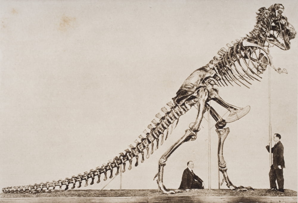Historical Illustration Of Dinosaur Skeleton Canvas Art - Ken Welsh Design Pics (17 x 11)