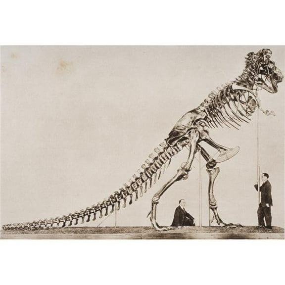 Historical Illustration Of Dinosaur Skeleton Poster Print