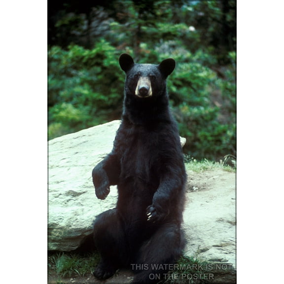 History Galore American Black Bear 24"x36" Poster