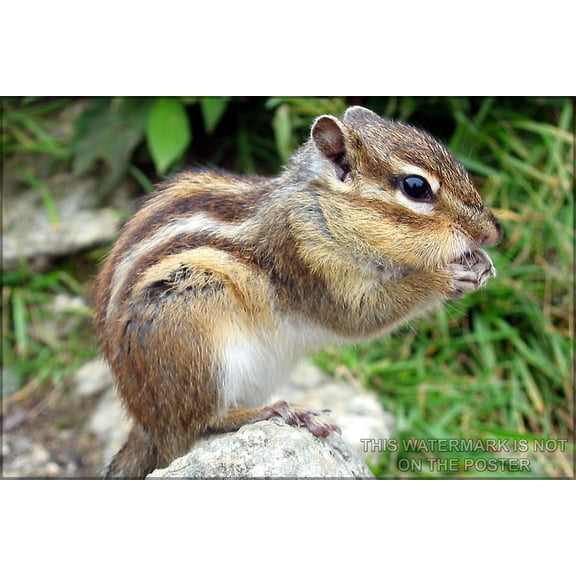 History Galore Chipmunk 24" x 36" Poster