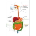 thumbnail image 1 of History Galore Gallery Poster Gastrointestinal Tract 36" x 24" Poster, 1 of 1