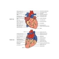 thumbnail image 1 of History Galore Human Heart Viewed From The Front and From Behind 24x36 Poster, 1 of 1