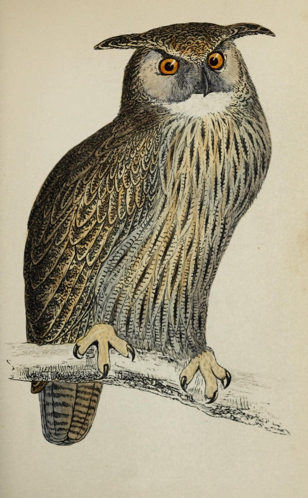 History of British Birds 1862 Eagle Owl Canvas Art - AF Lydon (18 x 24)