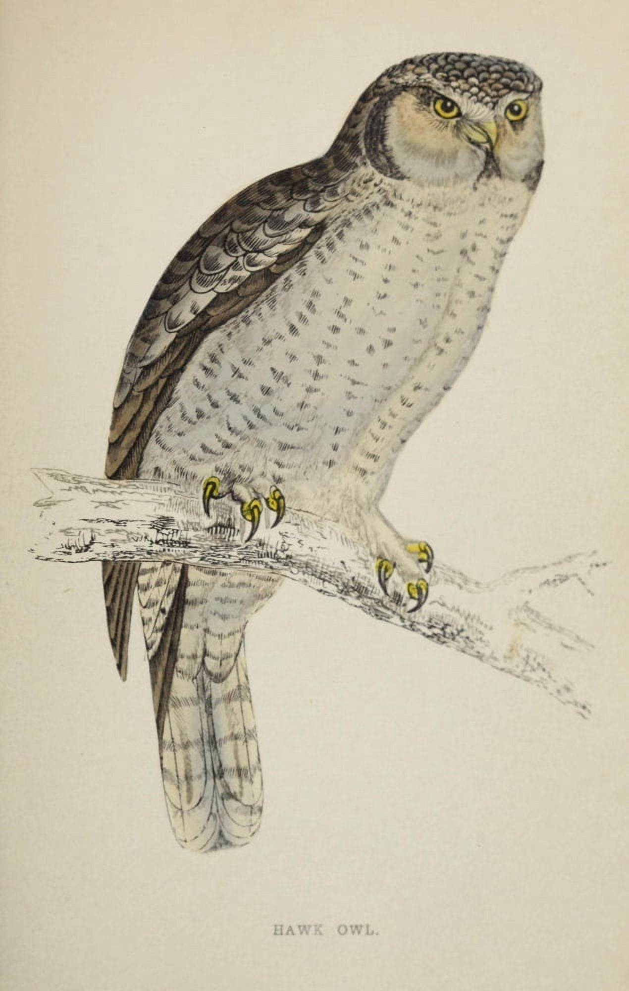 History of British Birds 1862 Hawk Owl Canvas Art - AF Lydon (24 x 36)