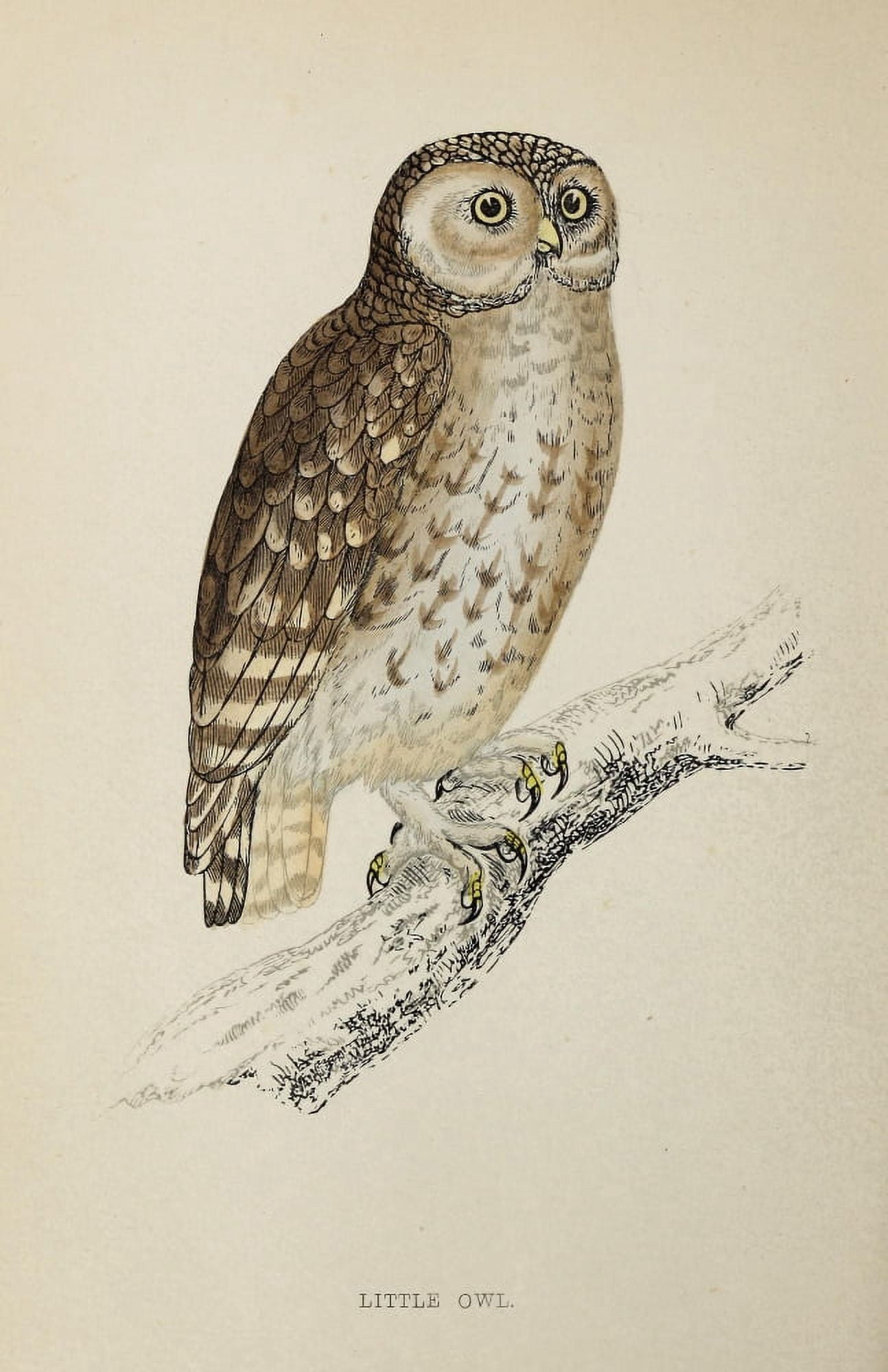 History of British Birds 1862 Little Owl Canvas Art - AF Lydon (18 x 24)