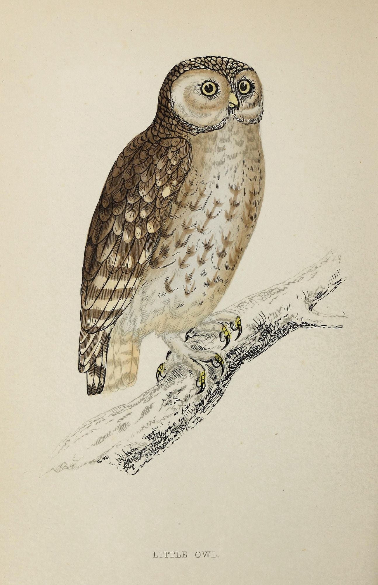 History of British Birds 1862 Little Owl Canvas Art - AF Lydon (24 x 36)