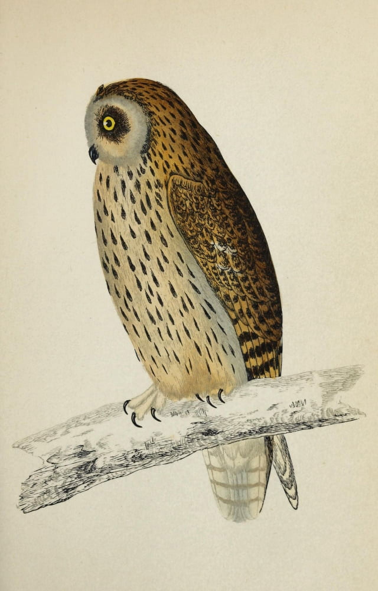 History of British Birds 1862 Short-eared Owl Canvas Art - AF Lydon (18 x 24)