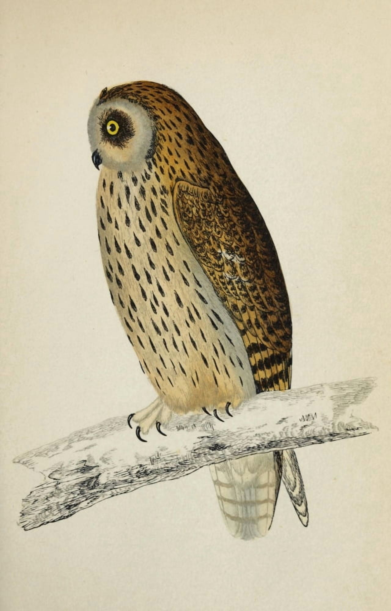History of British Birds 1862 Short-eared Owl Canvas Art - AF Lydon (24 x 36)