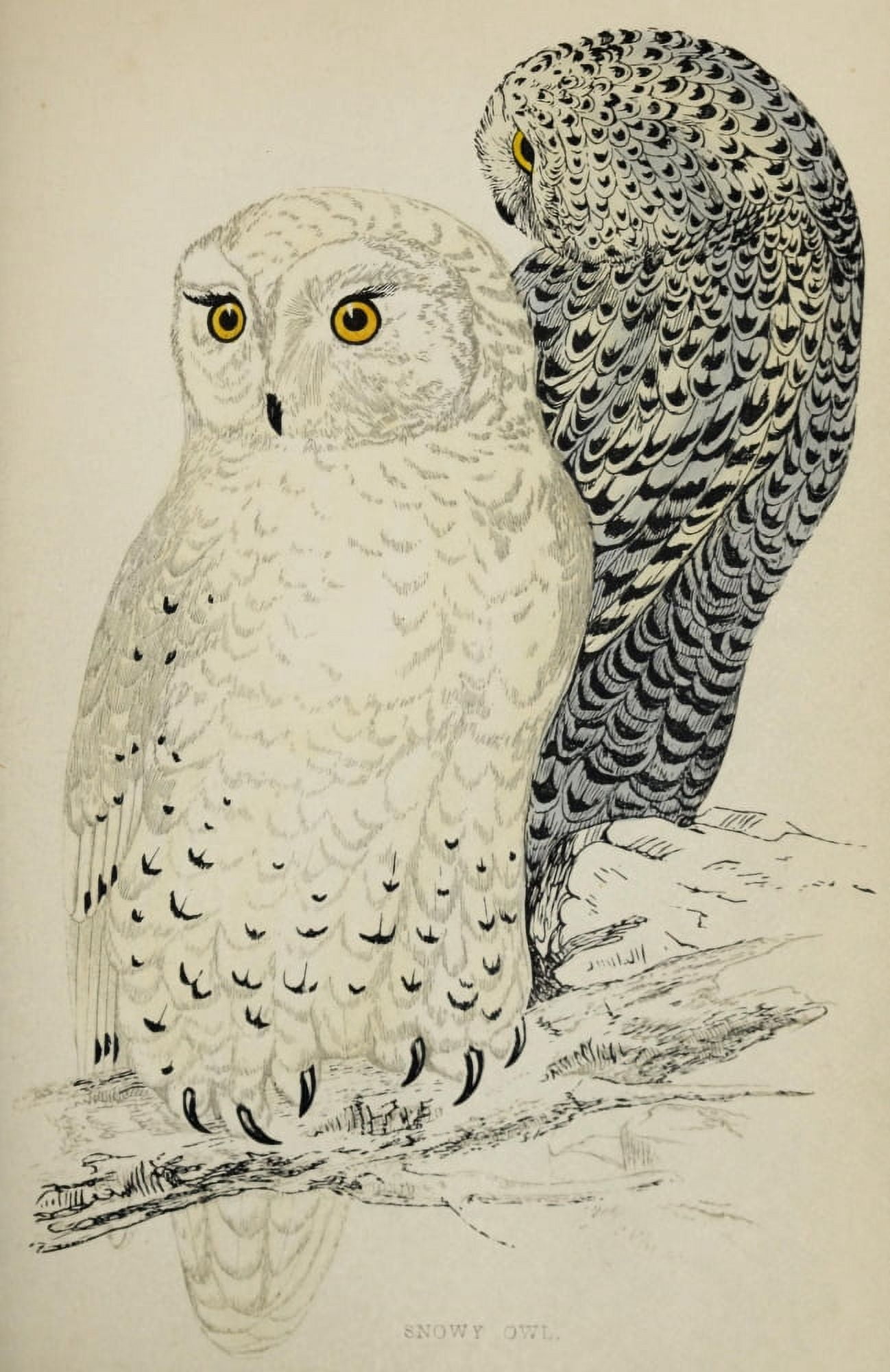History of British Birds 1862 Snowy Owl Canvas Art - AF Lydon (18 x 24)
