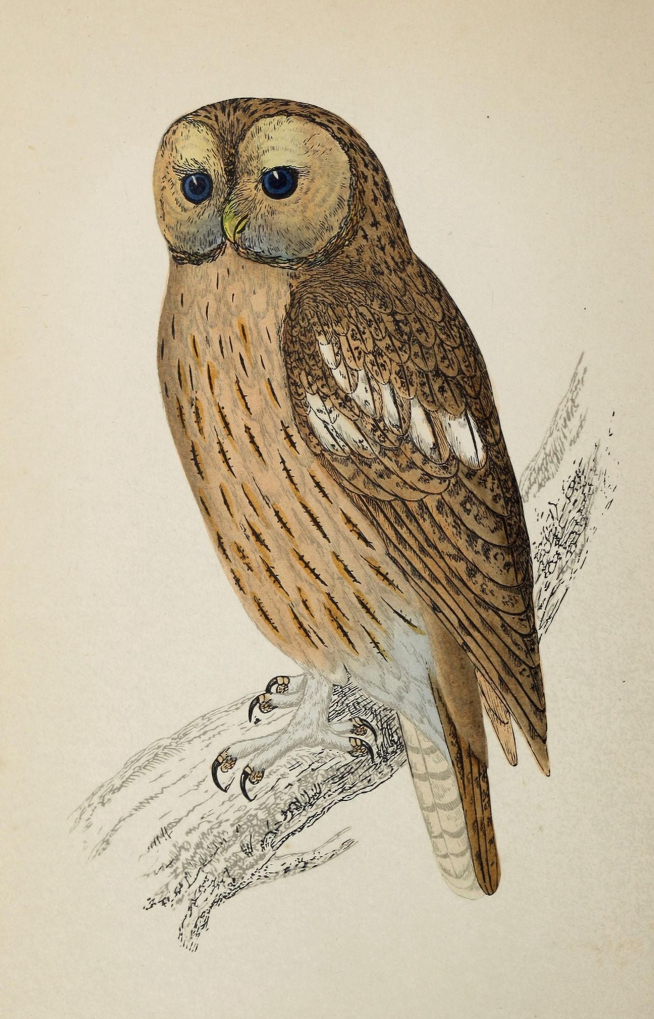 History of British Birds 1862 Tawny Owl Canvas Art - AF Lydon (18 x 24)