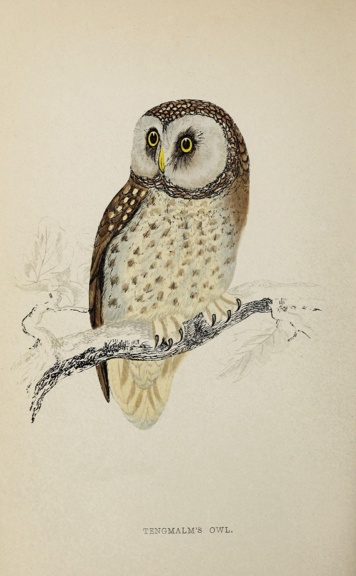 History of British Birds 1862 Tengmalms Owl Canvas Art - AF Lydon (18 x 24)