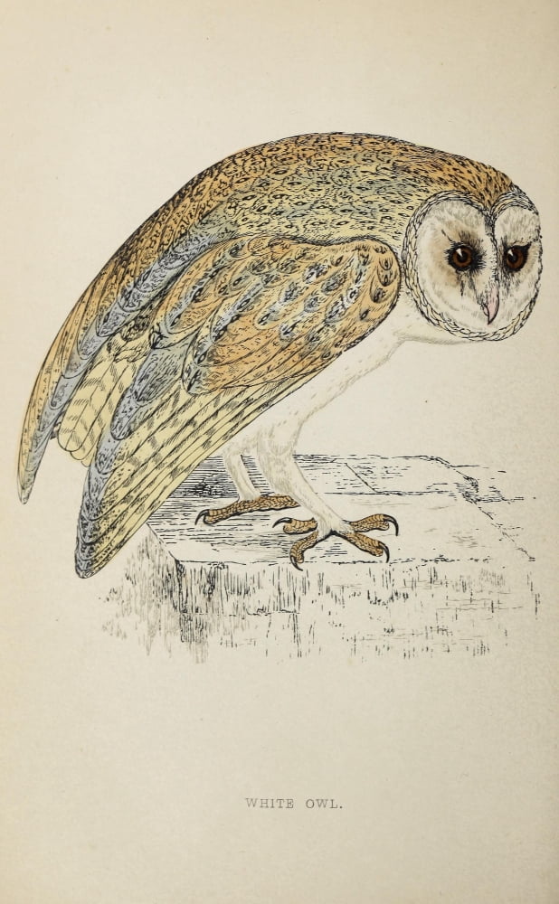 History of British Birds 1862 White Owl Canvas Art - AF Lydon (24 x 36)
