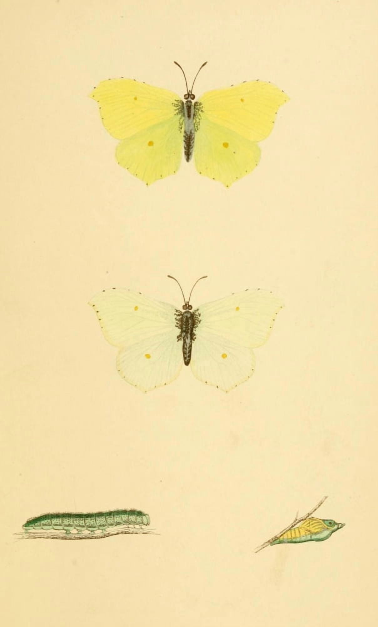 History of British Butterflies 1853 Brimstone Canvas Art - Unknown (18 x 24)