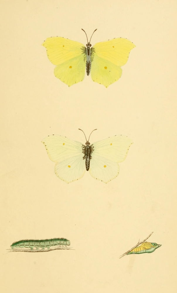 History of British Butterflies 1853 Brimstone Canvas Art - Unknown (24 x 36)