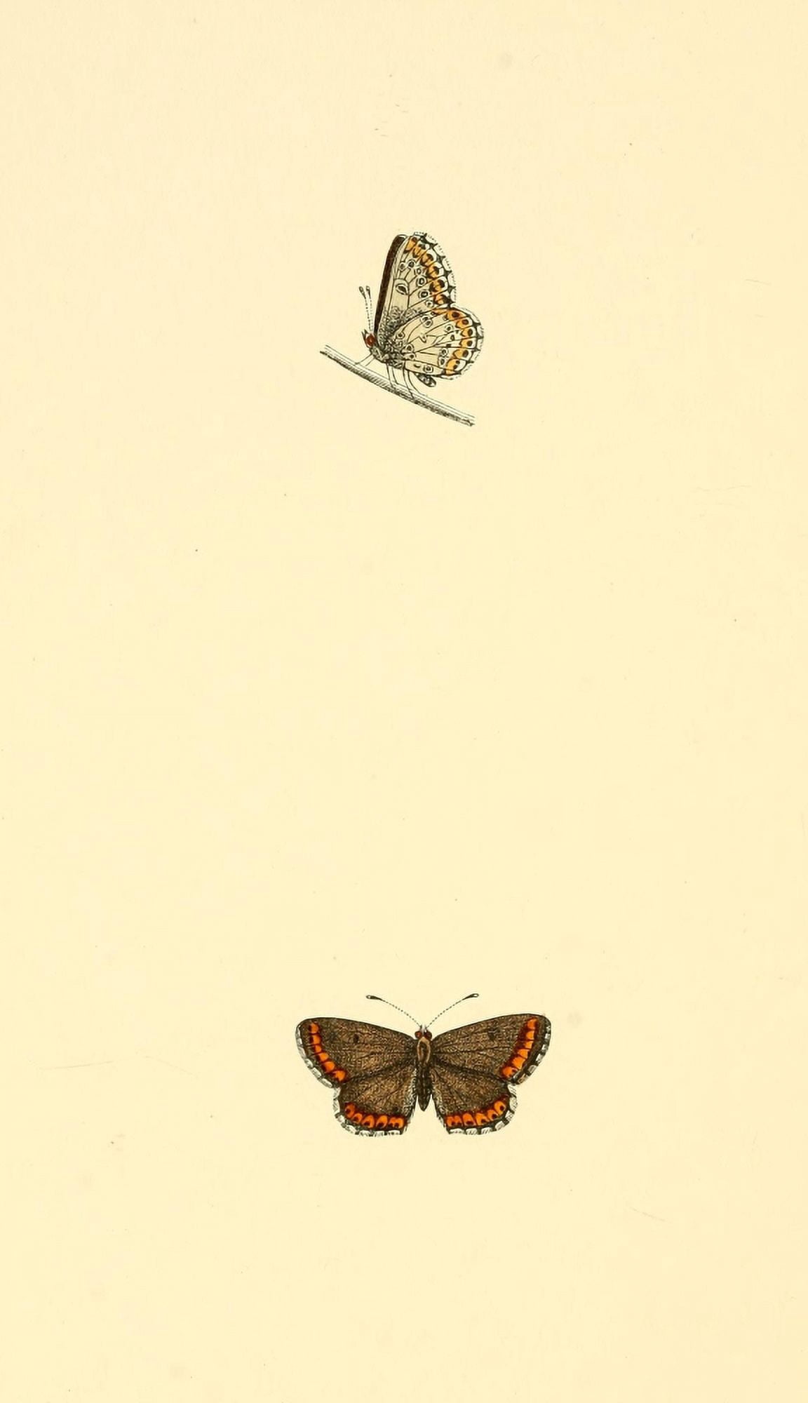 History of British Butterflies 1853 Brown Argus Blue Canvas Art - Unknown (24 x 36)