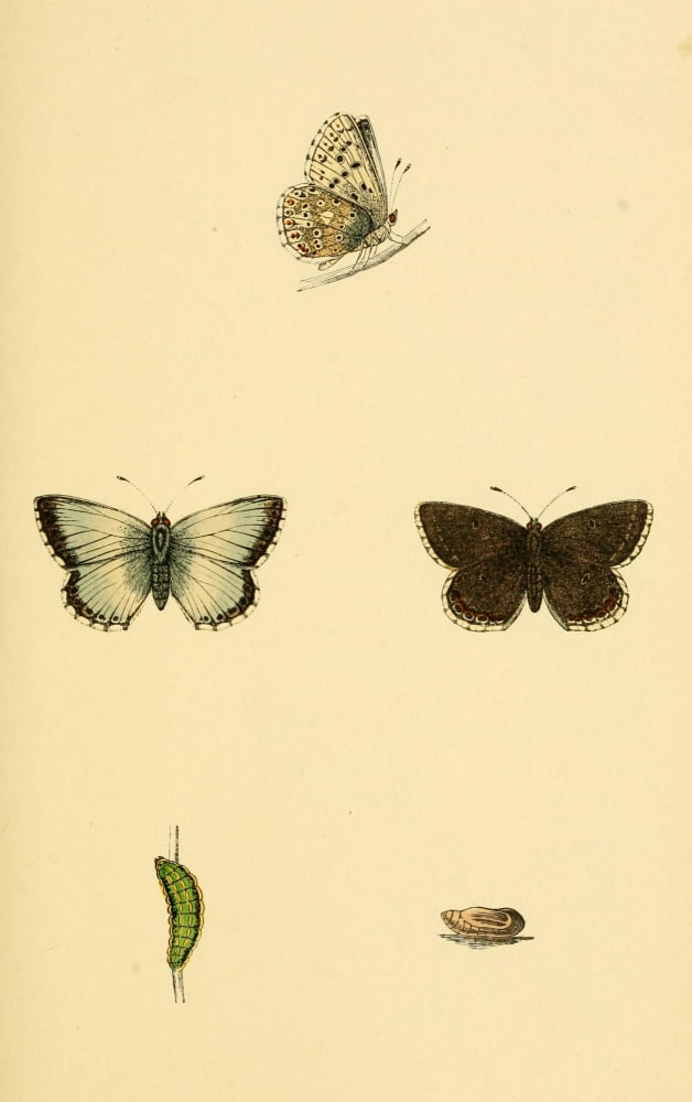History of British Butterflies 1853 Chalk Hill Blue Canvas Art - Unknown (18 x 24)