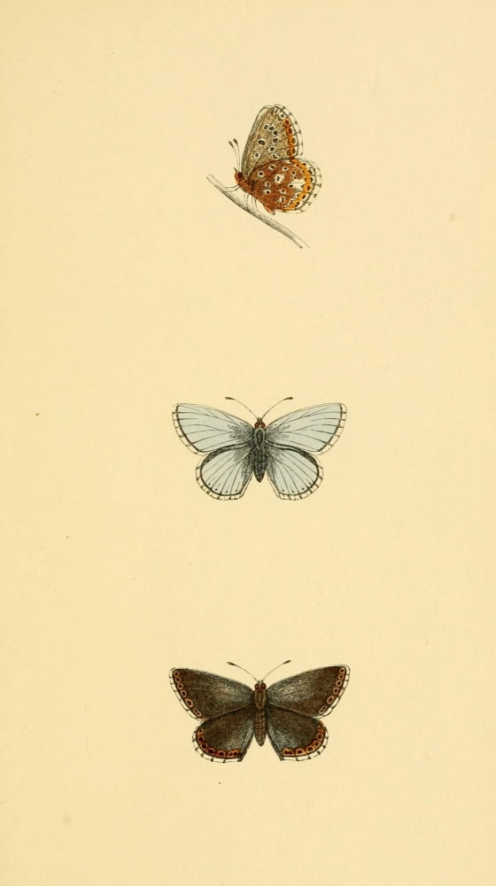 History of British Butterflies 1853 Clifden Blue Canvas Art - Unknown (18 x 24)