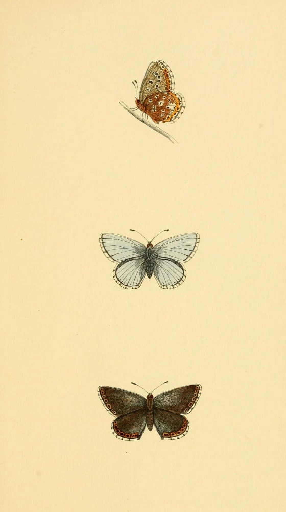 History of British Butterflies 1853 Clifden Blue Canvas Art - Unknown (24 x 36)