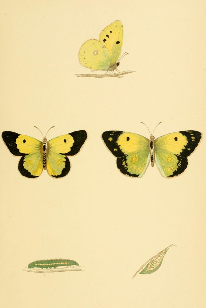History of British Butterflies 1853 Clouded Yellow Canvas Art - Unknown (18 x 24)
