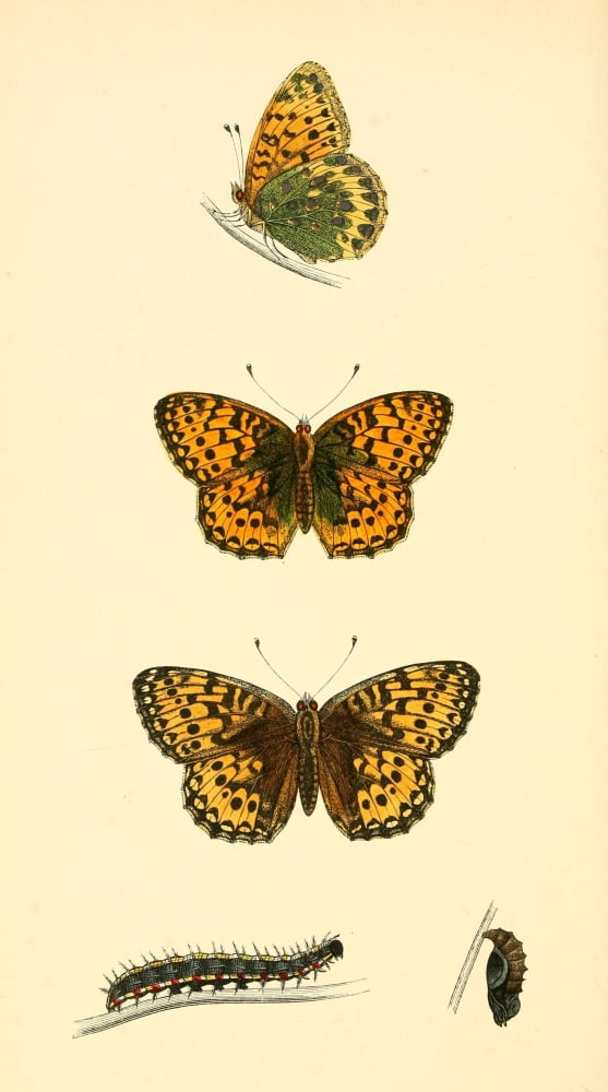 History of British Butterflies 1853 Dark Green Fritillary Canvas Art - Unknown (18 x 24)
