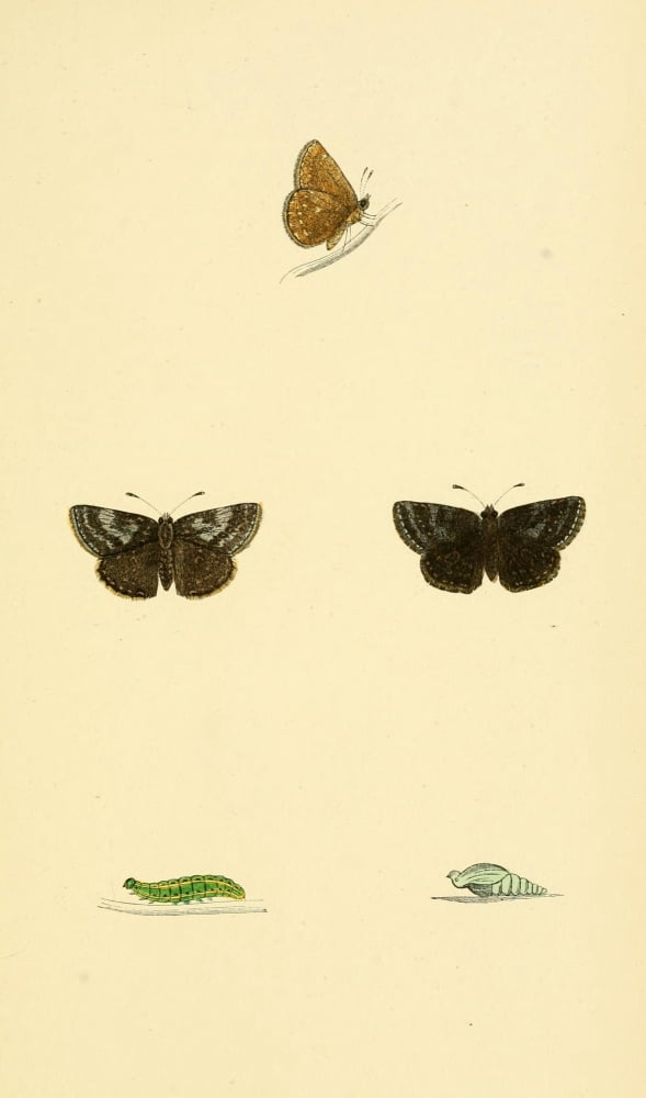 History of British Butterflies 1853 Dingy Skipper Canvas Art - Unknown (24 x 36)