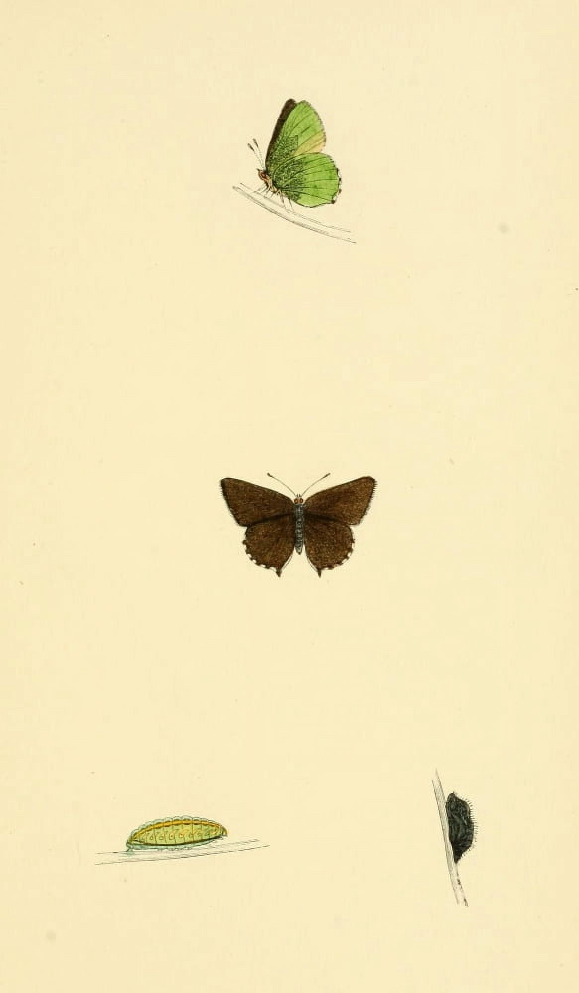 History of British Butterflies 1853 Green Hairstreak Canvas Art - Unknown (18 x 24)