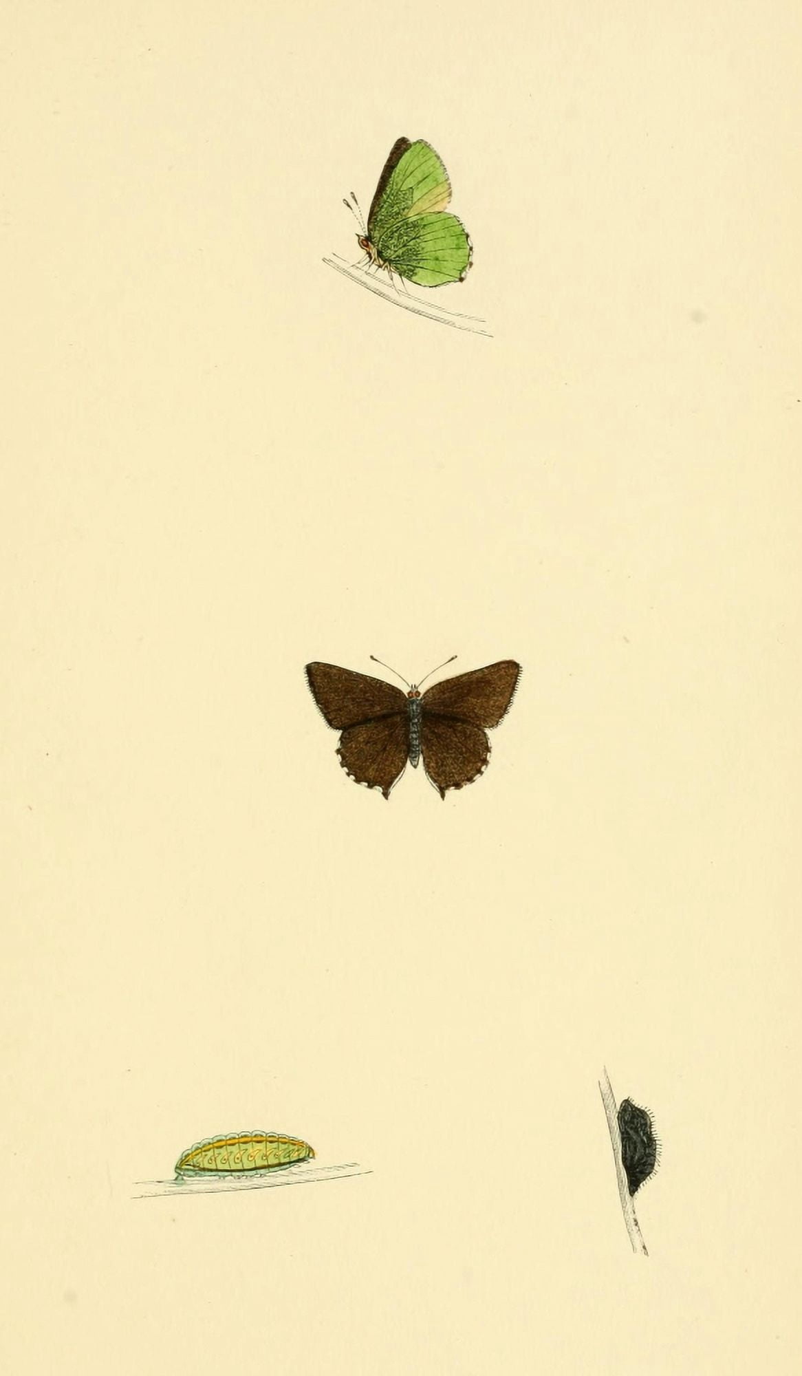 History of British Butterflies 1853 Green Hairstreak Canvas Art - Unknown (24 x 36)