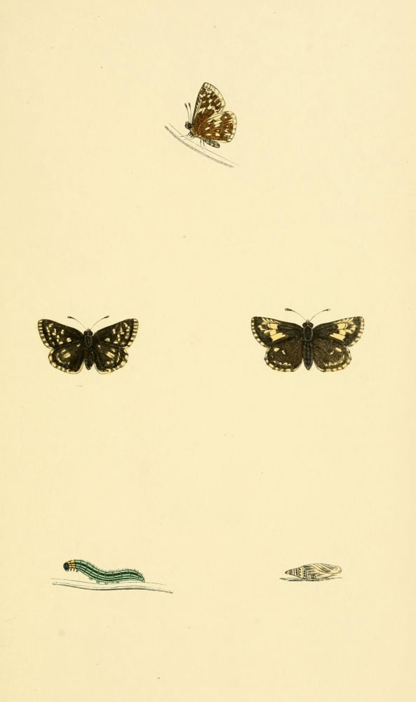History of British Butterflies 1853 Grizzled Skipper Canvas Art - Unknown (24 x 36)