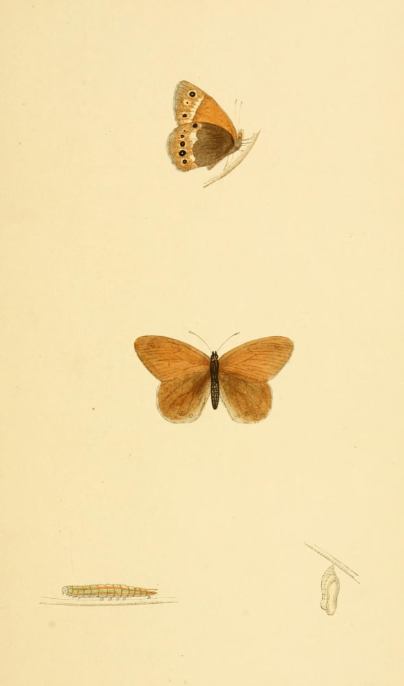 History of British Butterflies 1853 Heath Butterfly Canvas Art - Unknown (18 x 24)