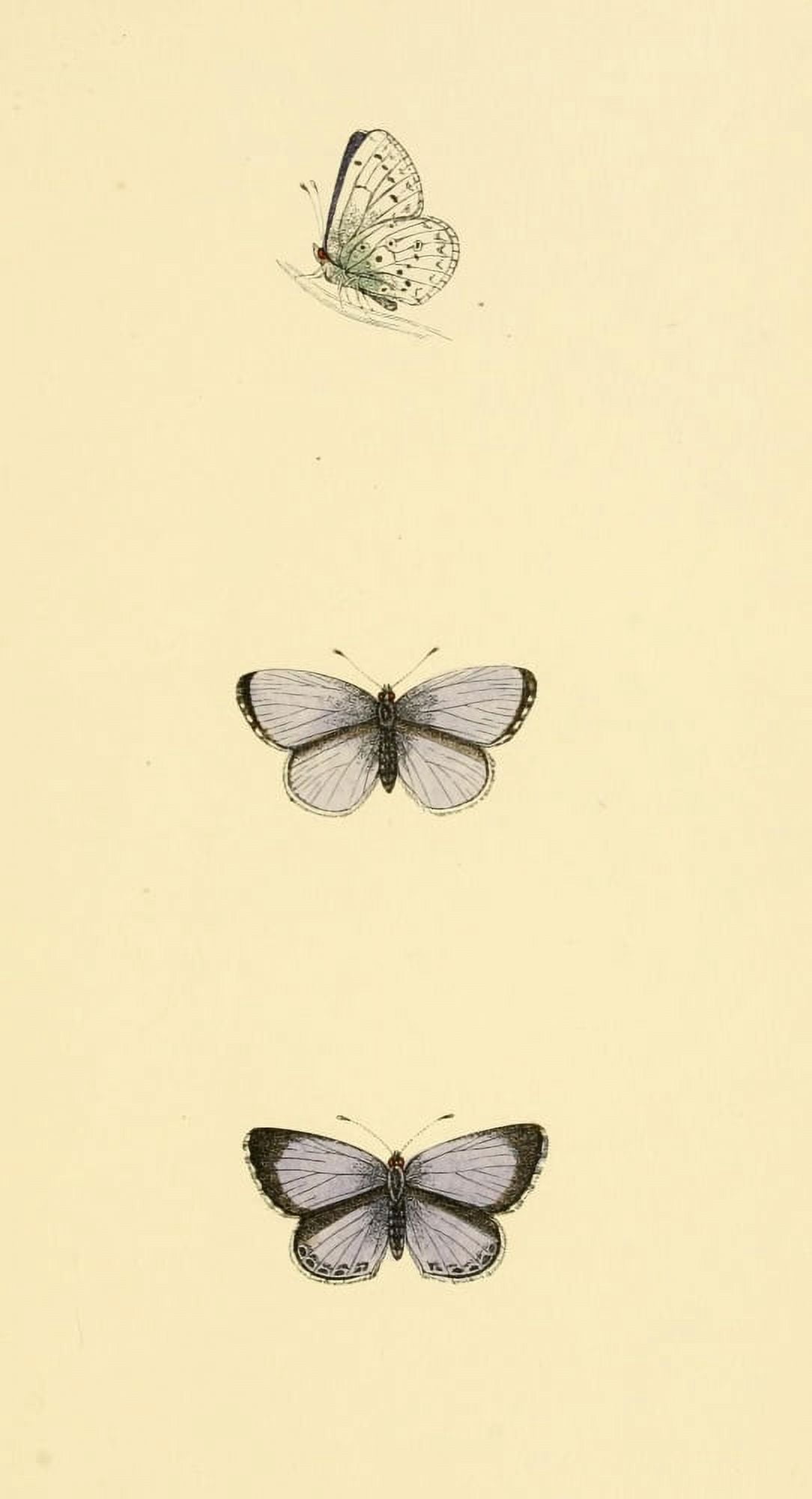 History of British Butterflies 1853 Holly Blue Canvas Art - Unknown (18 x 24)