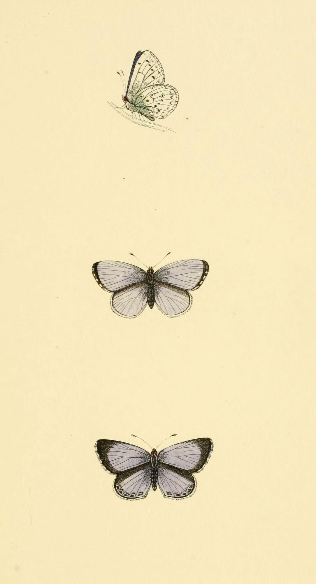 History of British Butterflies 1853 Holly Blue Canvas Art - Unknown (24 x 36)