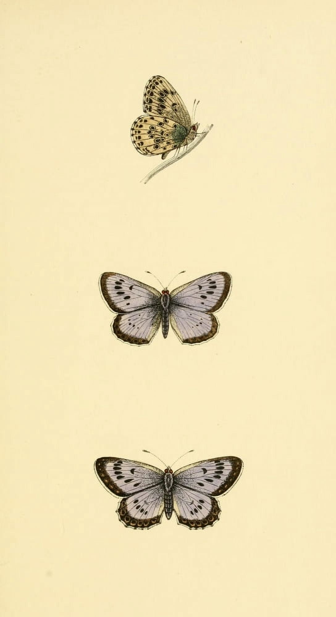 History of British Butterflies 1853 Large Blue Canvas Art - Unknown (24 x 36)