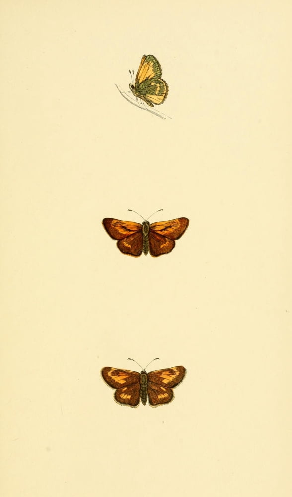 History of British Butterflies 1853 Large Skipper Canvas Art - Unknown (18 x 24)