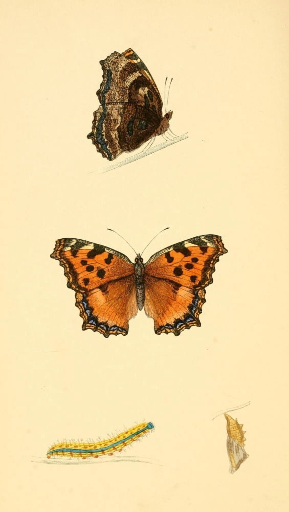 History of British Butterflies 1853 Large Tortoiseshell Canvas Art - Unknown (24 x 36)