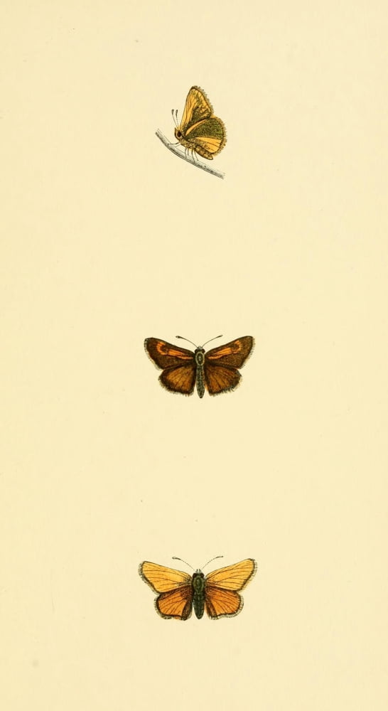History of British Butterflies 1853 Lulworth Skipper Canvas Art - Unknown (18 x 24)