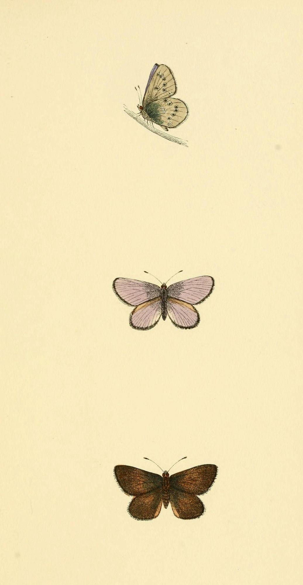 History of British Butterflies 1853 Nazarine Blue Canvas Art - Unknown (24 x 36)