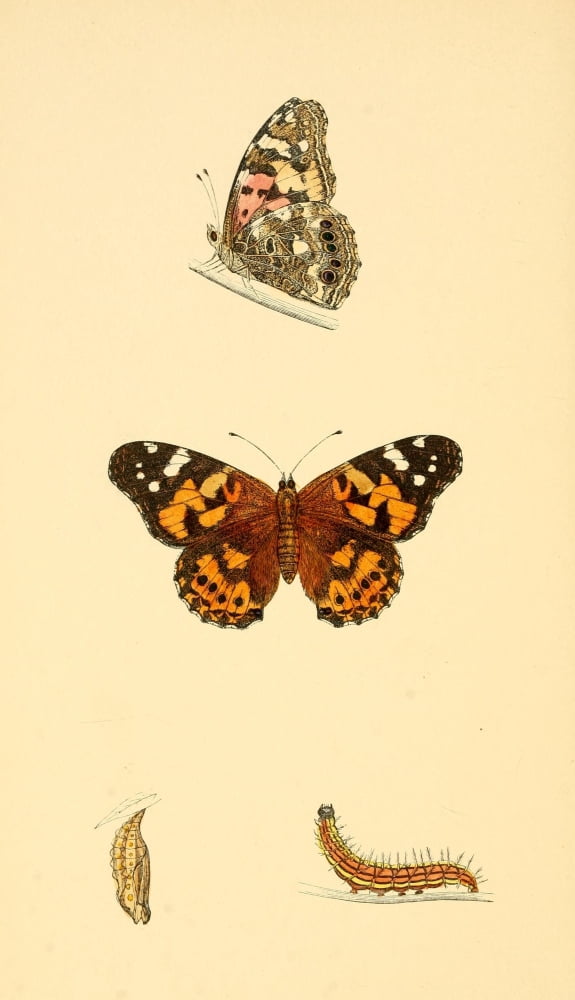 History of British Butterflies 1853 Painted Lady Canvas Art - Unknown (18 x 24)
