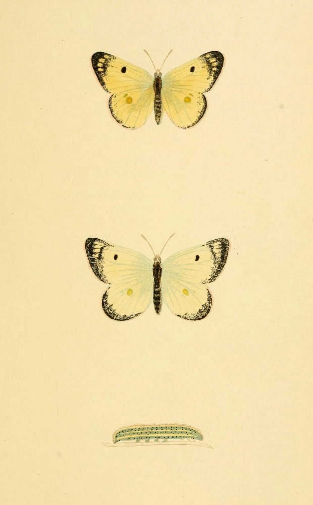 History of British Butterflies 1853 Pale Clouded Yellow Canvas Art - Unknown (24 x 36)