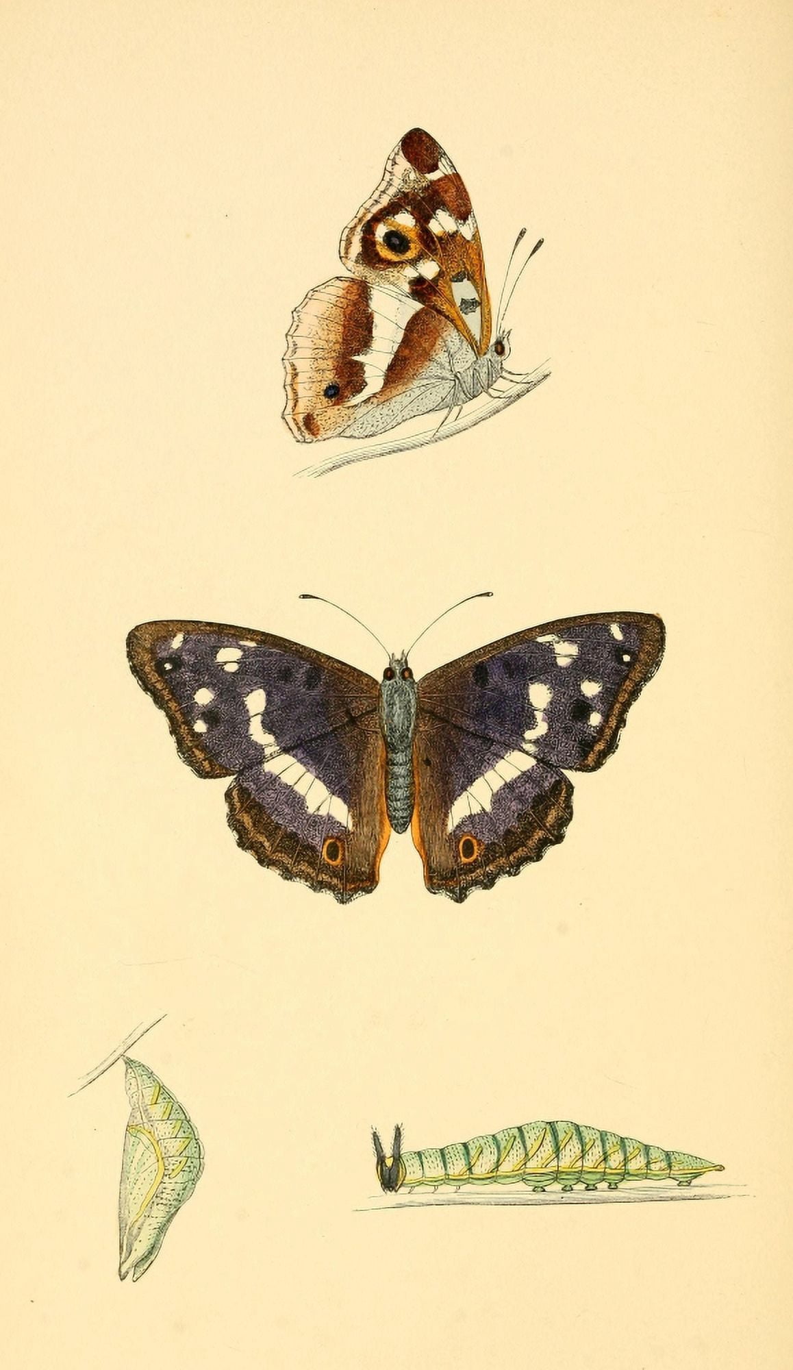 History of British Butterflies 1853 Purple Emperor Canvas Art - Unknown (24 x 36)